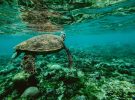 Bonos Azules: La nueva ola en la conservación de los océanos