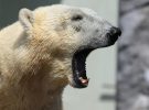 Osos polares en peligro: el cambio climático amenaza su supervivencia