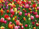 La contaminación cambia el olor de las flores según la Universidad de Washington