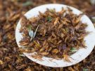 El consumo de insectos: Mitos, verdades y teorías conspirativas