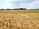 La colección dorada de trigo de hace 100 años podría alimentar al mundo