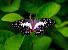 ¿Dónde están las mariposas este verano? La preocupante ausencia de insectos