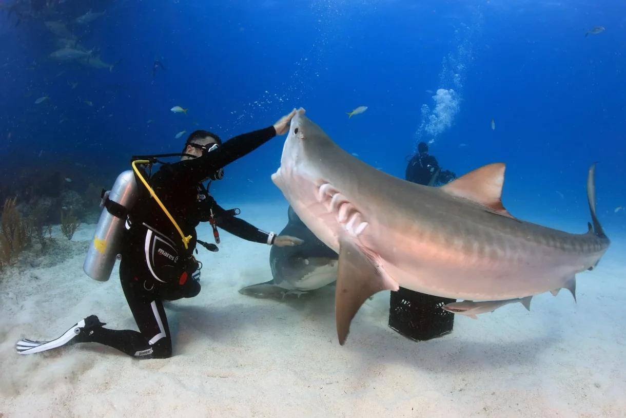 Resolver el misterio de los tiburones tigre en Maldivas podría salvar a estos depredadores