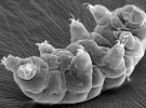La biotecnología alcanza al “oso de agua”: crean tatuajes en criaturas casi indestructibles