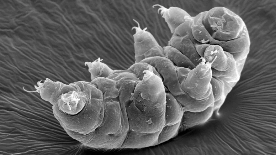 Micrografiawaterbear