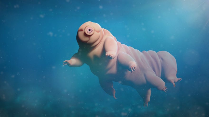 Tardigrado Oso De Agua