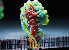 Proteinpicture