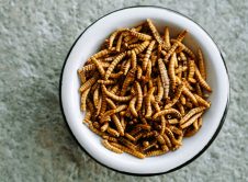 Molitor Worms 732 549 Feature Thumb