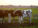 Más allá de la carne: El ambicioso plan de Dinamarca para impulsar la alimentación vegetal