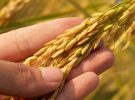 Científicos indios presentan arroz editado genéticamente con 25% más rendimiento y menor uso de agua