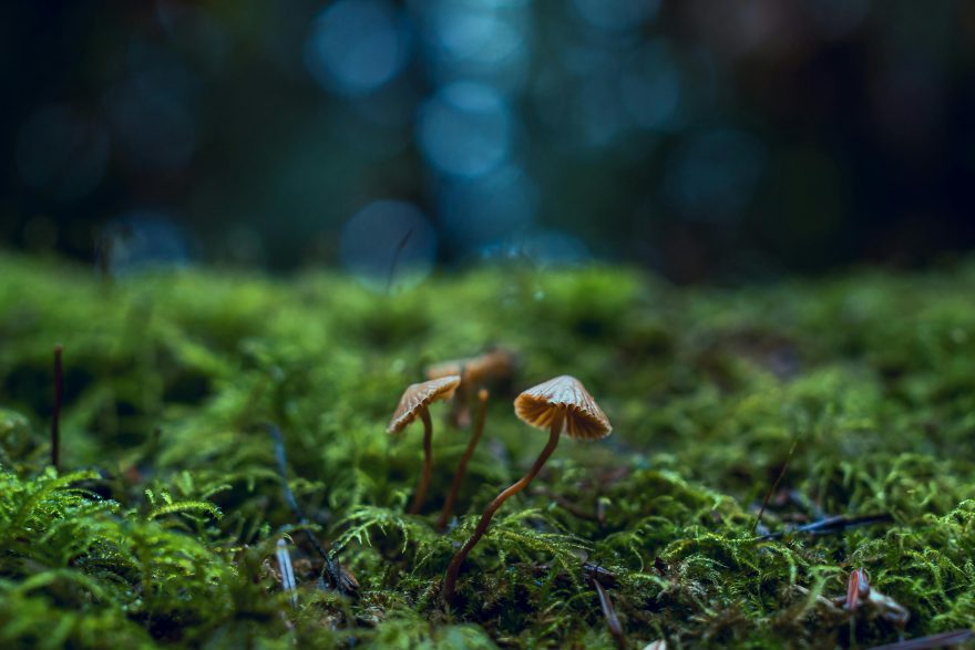 Pexels Gochrisgoxyz 1643403