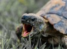 Récord mundial: tortuga de Galápagos se convierte en papá a los 135