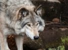 Los lobos extintos vuelven a aullar y la IA ya está intentando descifrar su lenguaje