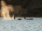 Nuevo estudio revela amistades entre ballenas y delfines