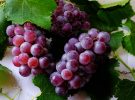 Basura de uva se transforma en envases más resistentes que el plástico