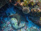 Buzos destruyen 5,8 millones de erizos y las algas marinas resurgen en Santa Monica Bay
