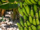 Cultivos de plátano intensivo en La Palma amenazan a una parte clave para la agricultura sostenible