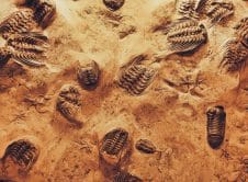 Pexels Aquintanar 2726724 (1)