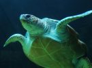 Las tortugas marinas verdes dejan de estar en peligro de extinción: una victoria histórica para la conservación