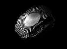 Pexels Padrinan 3520696