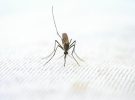 Descubren mosquitos en Islandia por primera vez: el cambio climático abre la puerta a nuevas especies