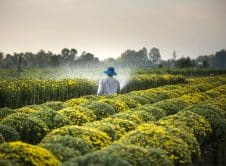 Pexels Quang Nguyen Vinh 222549 2132250