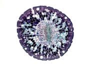 Descubren moléculas antienvejecimiento producidas por una bacteria de la sangre humana