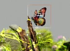 Pexels Googledeepmind 18069365