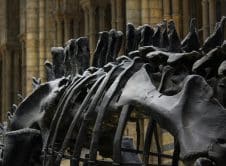 Pexels Pixabay 236482 (1)