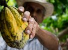 El sueño de enfriar la Tierra no bastará para salvar el café, el cacao y el vino, revela nueva investigación