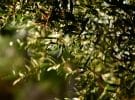 Por qué el aceite de oliva es uno de los alimentos más sostenibles de Europa