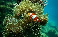 Los arrecifes de coral han marcado el pulso del clima terrestre durante 250 millones de años