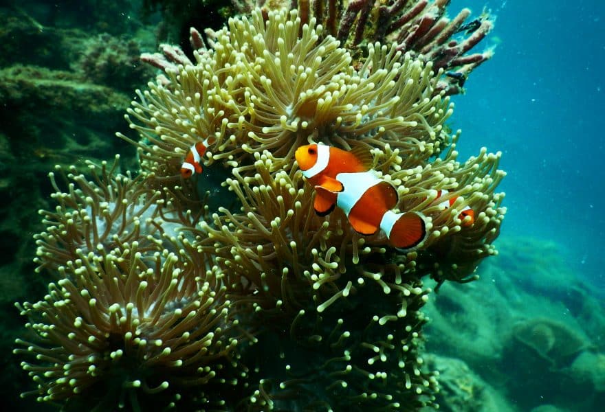 Los arrecifes de coral han marcado el pulso del clima terrestre durante 250 millones de años