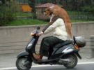 Nueva modalidad de casco: perro en la cabeza