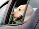 ¿Es legal romper un cristal de un coche si hay un perro dentro? La Policia Nacional desmiente el bulo
