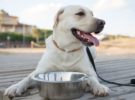 Cómo llevar a tu perro con seguridad durante el verano y en episodios de calor