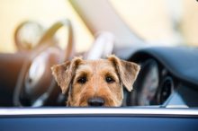 Aprende cómo viajar con las mascotas en el coche
