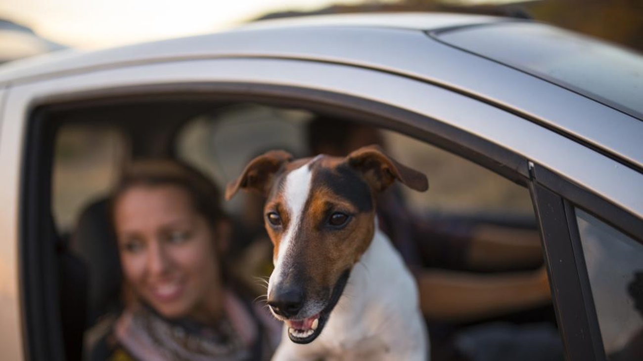 Viajar con tu perro de forma segura