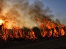 Incendios forestales: así debes actuar si te sorprende el fuego conduciendo